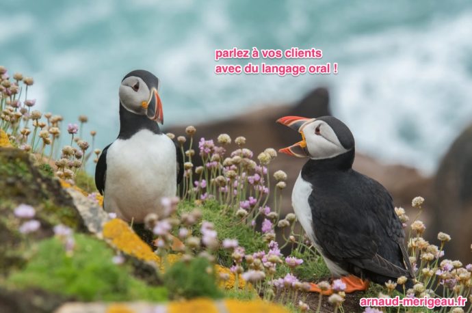 langage-oral-seo-vocal